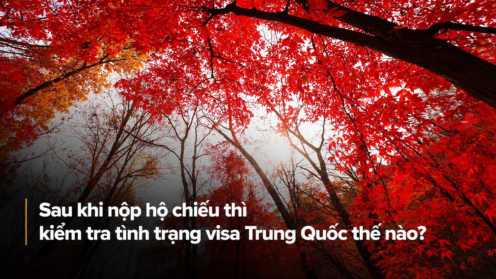 Sau khi nộp hộ chiếu thì kiểm tra tình trạng visa Trung Quốc thế nào?